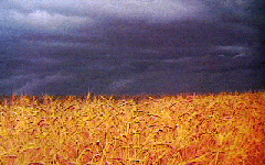 [Saskatchewan Wheat Fields]