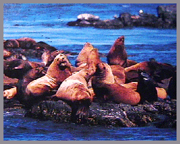 [Sea Lions Resting on the Beach]